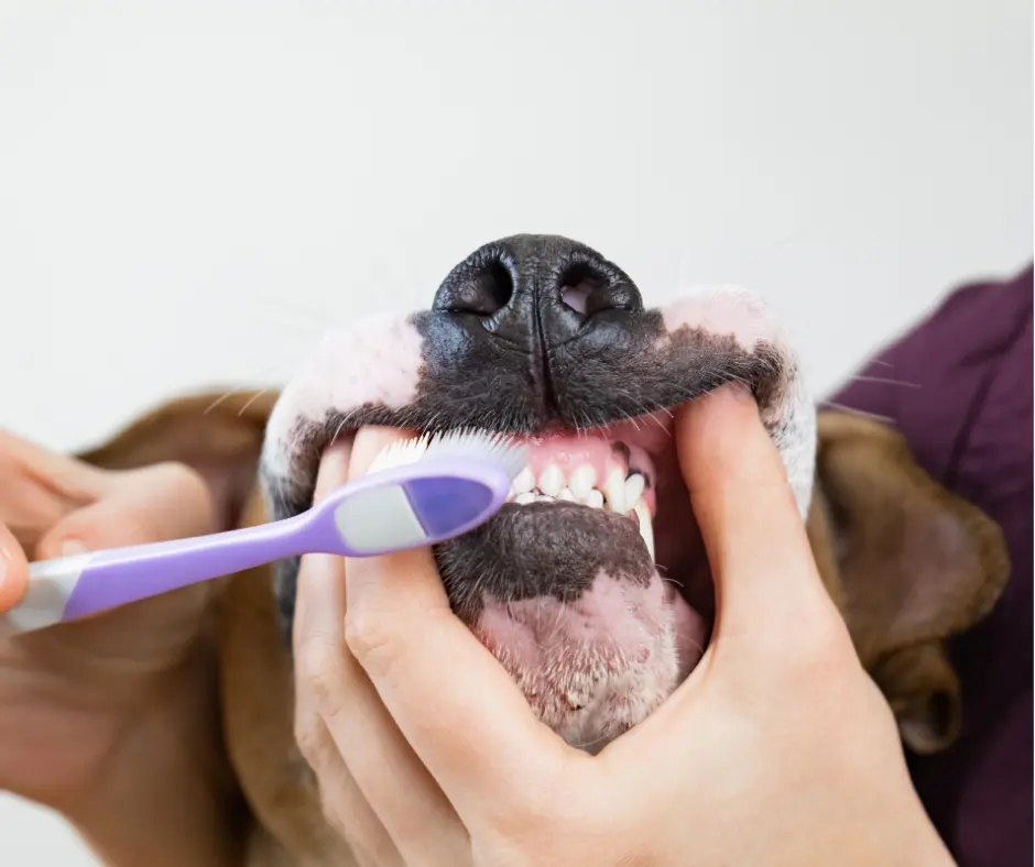 Mycie zębów u psa w domu- jak zacząć i robić to skutecznie