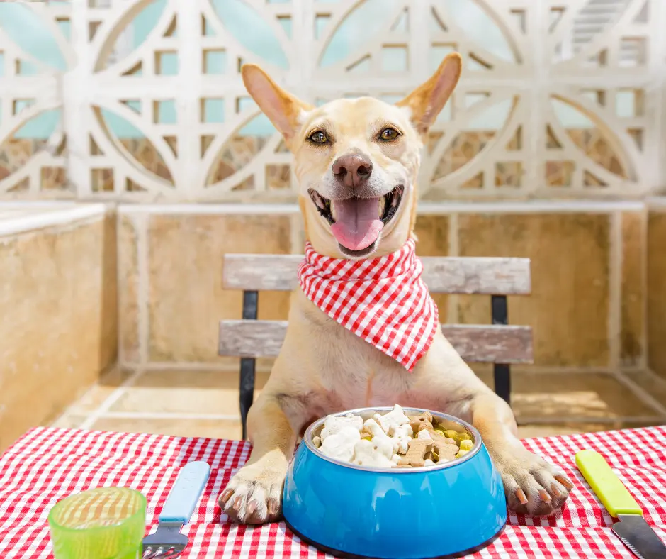 Czego nie może jeść pies? 15 szkodliwych produktów, o których warto wiedzieć