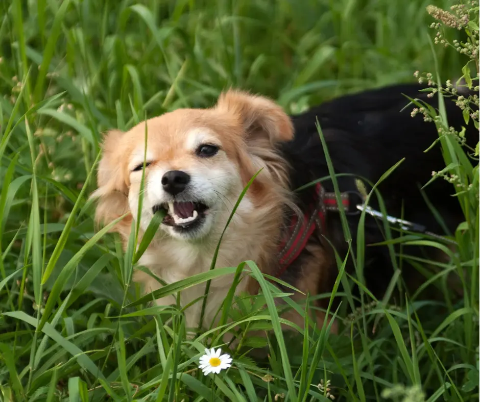 Dlaczego pies je trawę?